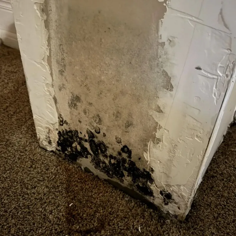 Professional Mold Removal in Shallowater, TX